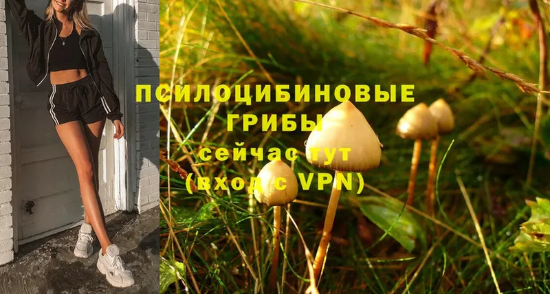 Галлюциногенные грибы Psilocybe  Владимир 